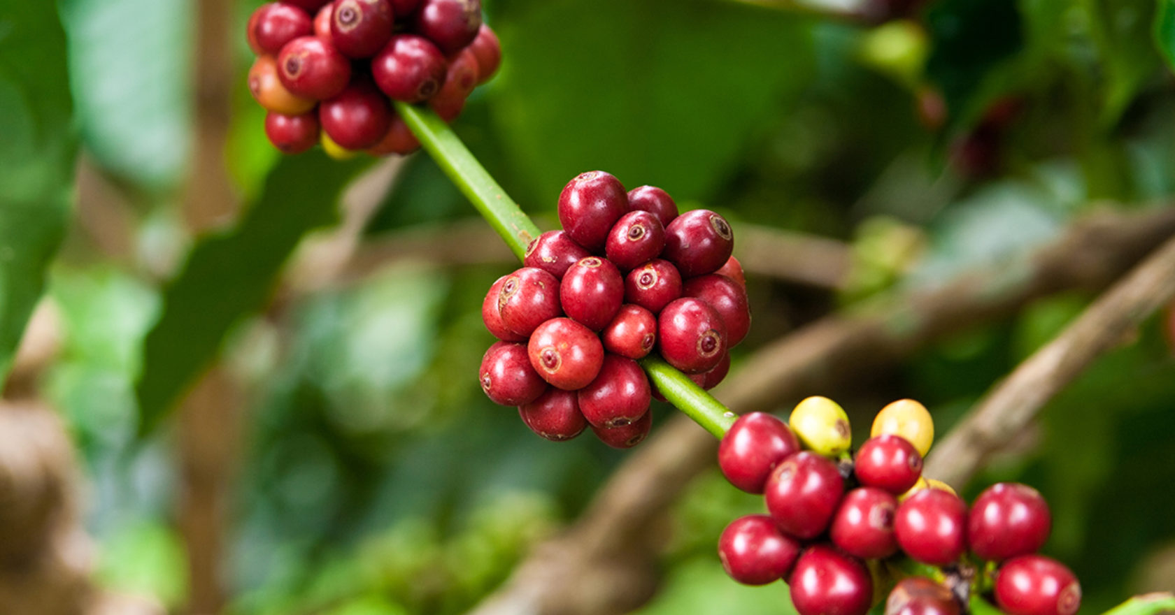 El Salvador coffees impress Cup of Excellence judges BeanScene