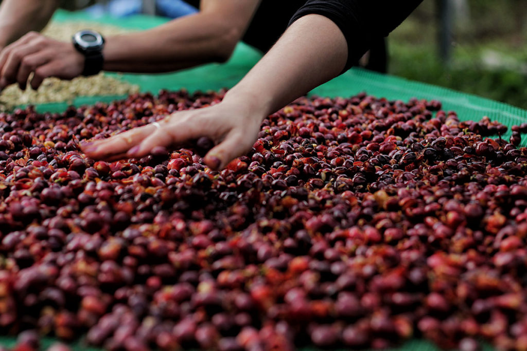 Coffee Quality Institute appoints new CEO BeanScene