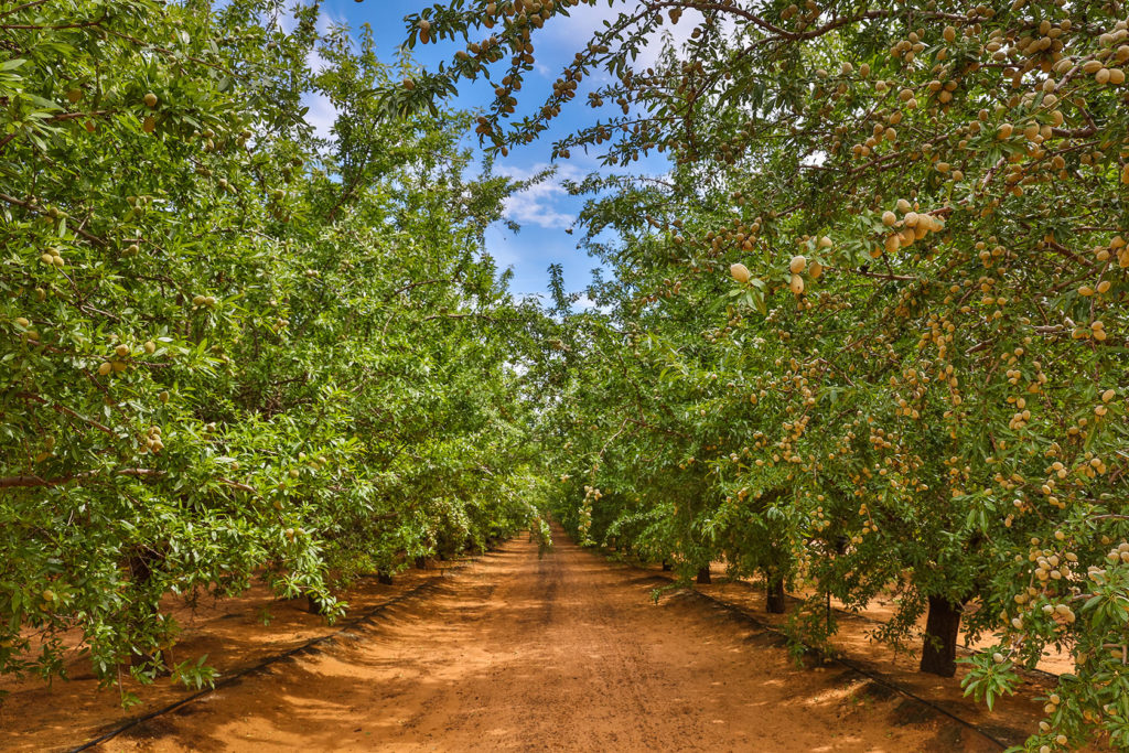 Alternative Dairy Co revamps Australian grown Barista Almond Milk recipe BeanScene