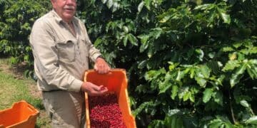 Jos Webber (pictured) is spearheading efforts to identify Australia’s next coffee varietal of choice. Image: Jos Webber.