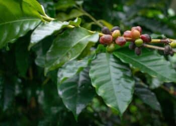 A new software system by Edith Cowan University (ECU) has been developed to detect early signs of infections in coffee berries.