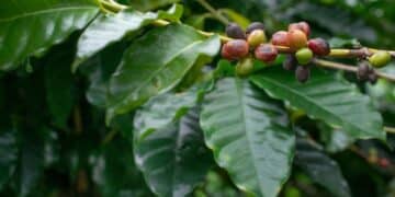 A new software system by Edith Cowan University (ECU) has been developed to detect early signs of infections in coffee berries.