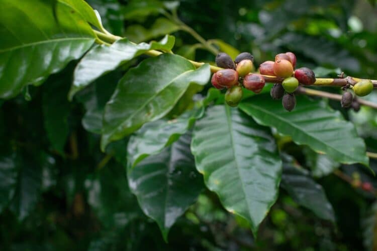 A new software system by Edith Cowan University (ECU) has been developed to detect early signs of infections in coffee berries.