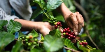 A Melbourne coffee roaster has secured a government grant through The Coles Group that aims to boost the local coffee industry.