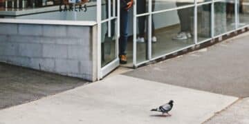 Pigeon Whole Bakers puts pastry first, coffee second.
