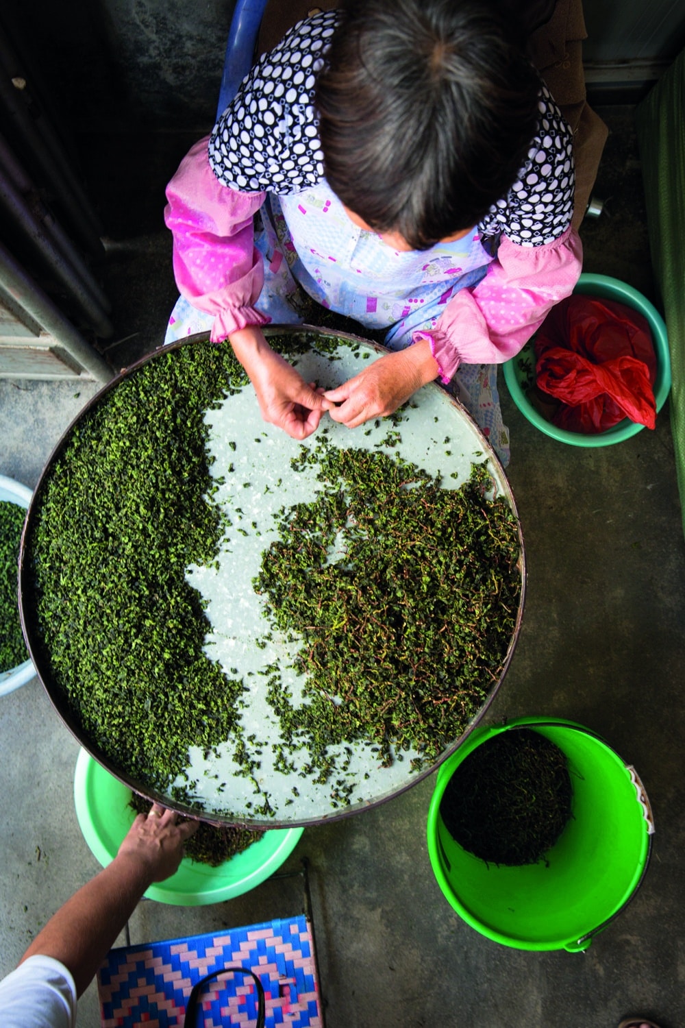 All true teas are part of the Camellia Sinensis species.