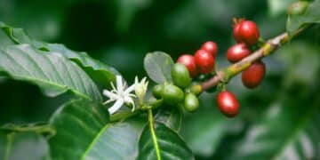 coffee yield