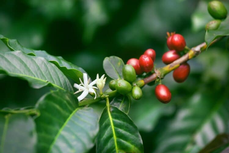 coffee yield