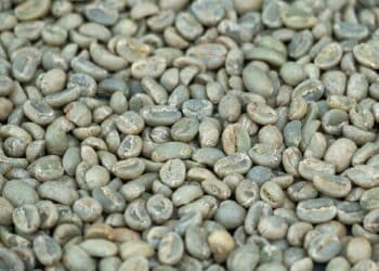 Image: gumpapa/stock.adobe.com