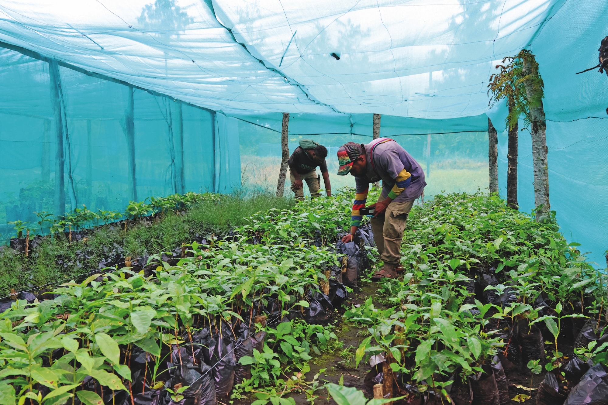 Coffee is one of PNG’s highest potential agricultural industries.