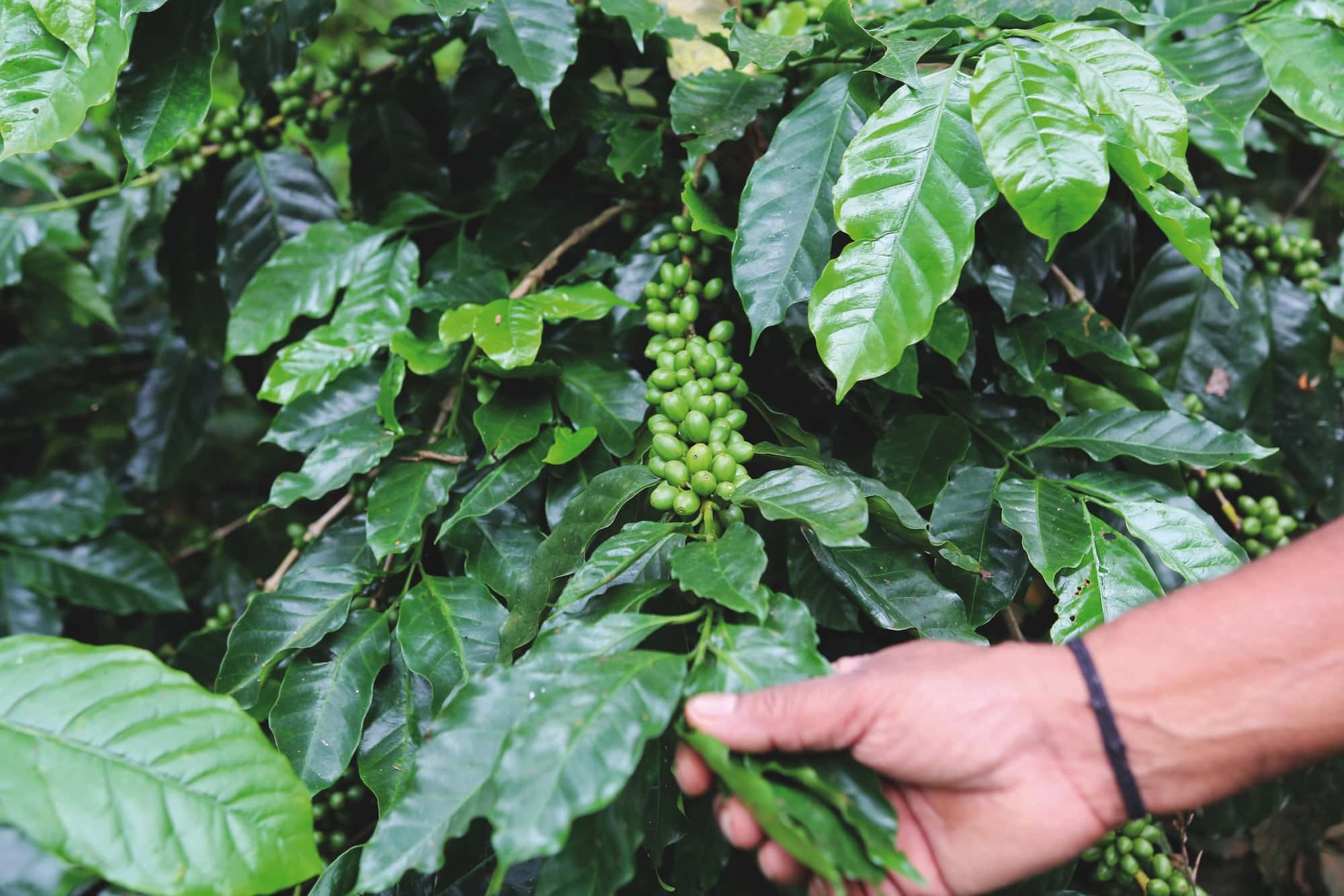 Ahaana Coffee sources its coffee from plantations owned by the Mena family.