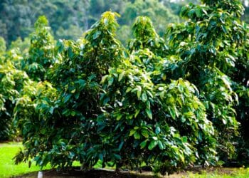 Avocado farms have been identified as potential coffee-growing areas in Australia.