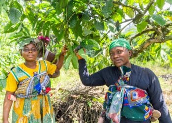 Women coffee farmers